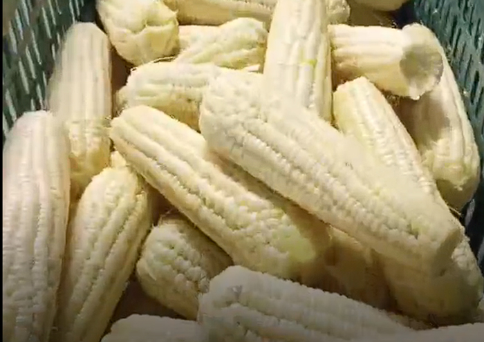 玉米加工设备